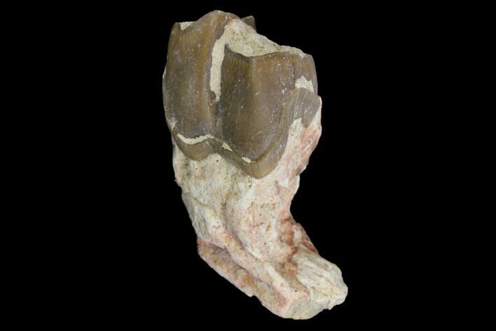 Fossil Running Rhino (Hyracodon) Molar - South Dakota #140954